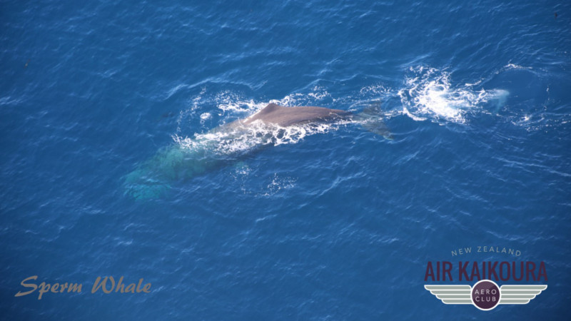 Kaikoura Whale watching flight